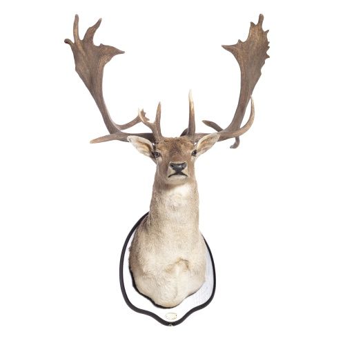 Taxidermia - Troféu de caça gamo - 140 cm