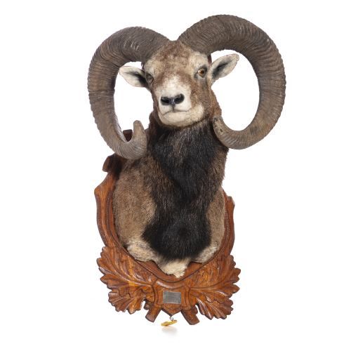 Taxidermia - Troféu de caça mouflon - 67 cm