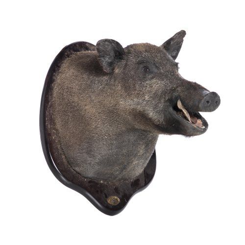 Taxidermia - Troféu de caça javali - 56 cm